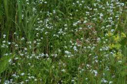 Myosotis scorpioides Moeras-vergeet-mij-nietje bestellen